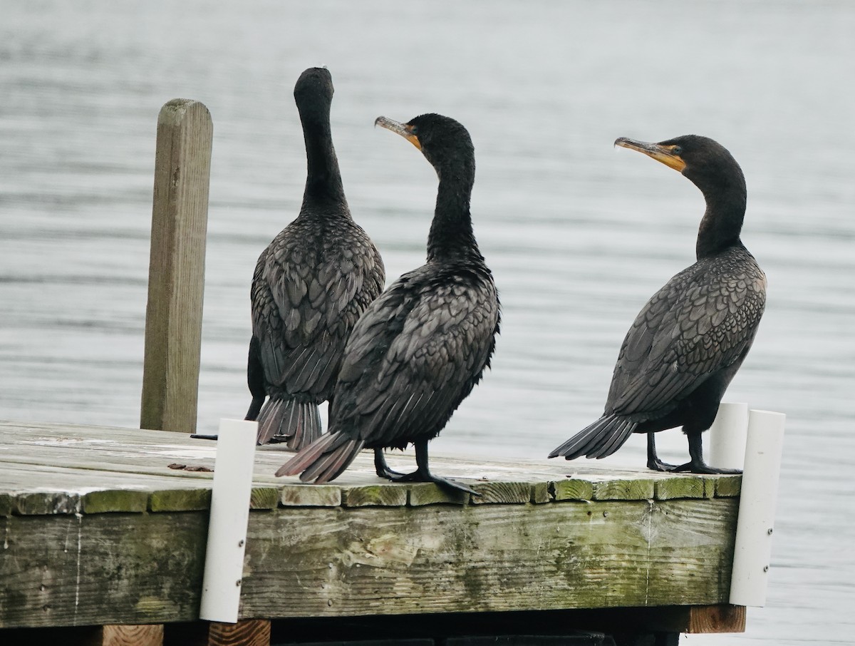 Double-crested Cormorant - ML609237328