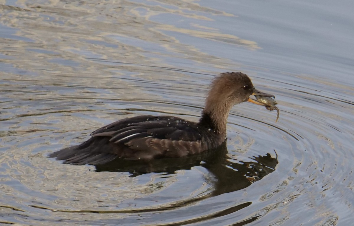 Common Merganser - ML609237329
