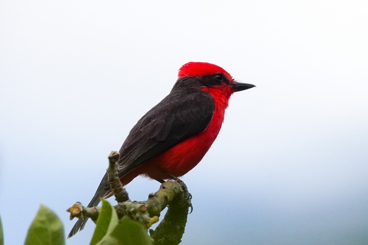 Vermilion Flycatcher - ML609237330