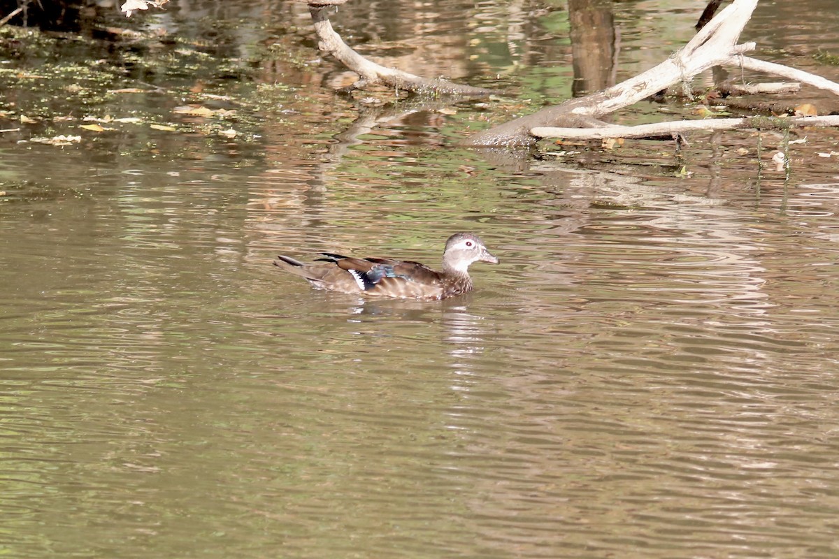 Wood Duck - ML609237334