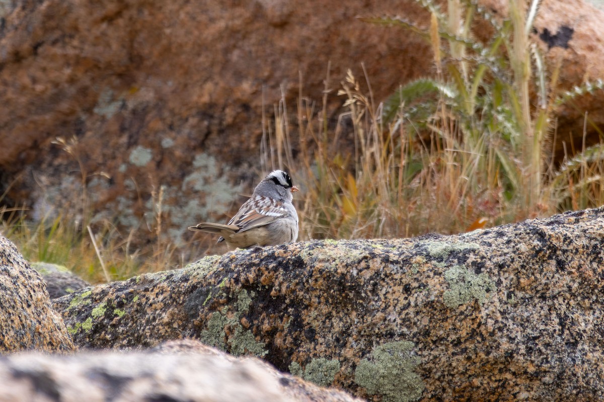 White-crowned Sparrow - ML609237337