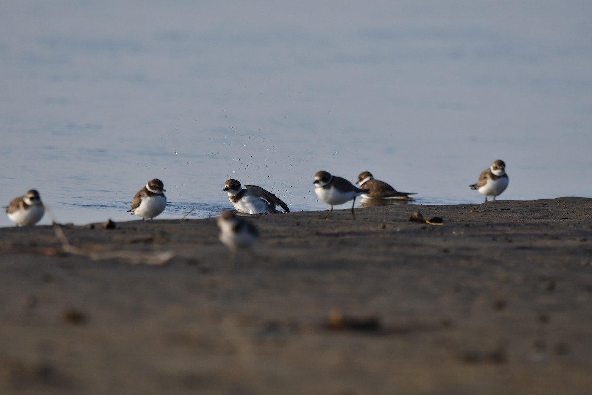 Semipalmated Plover - ML609238003