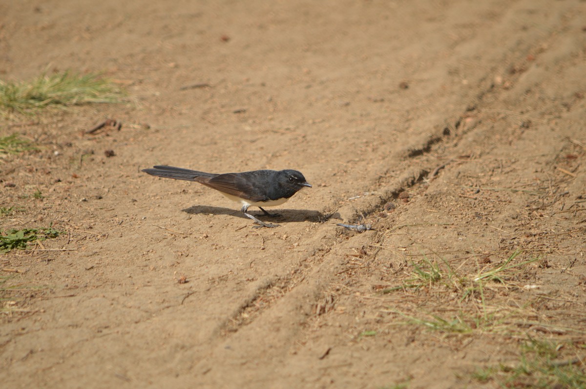Willie-wagtail - ML609238060