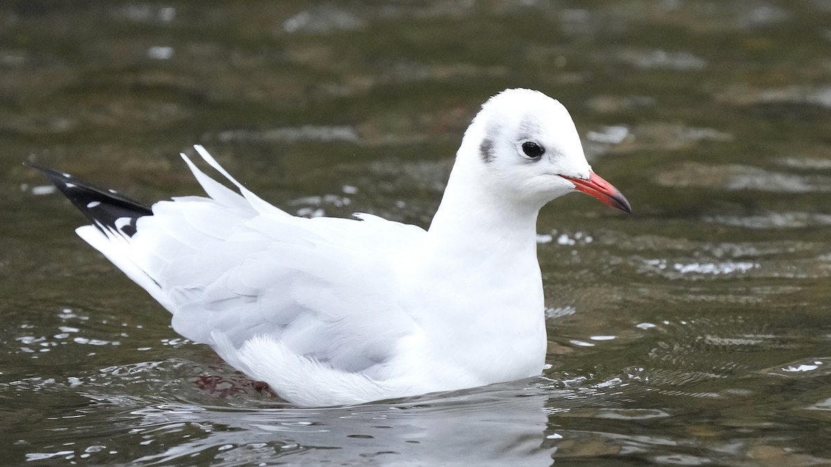 Mouette rieuse - ML609238168