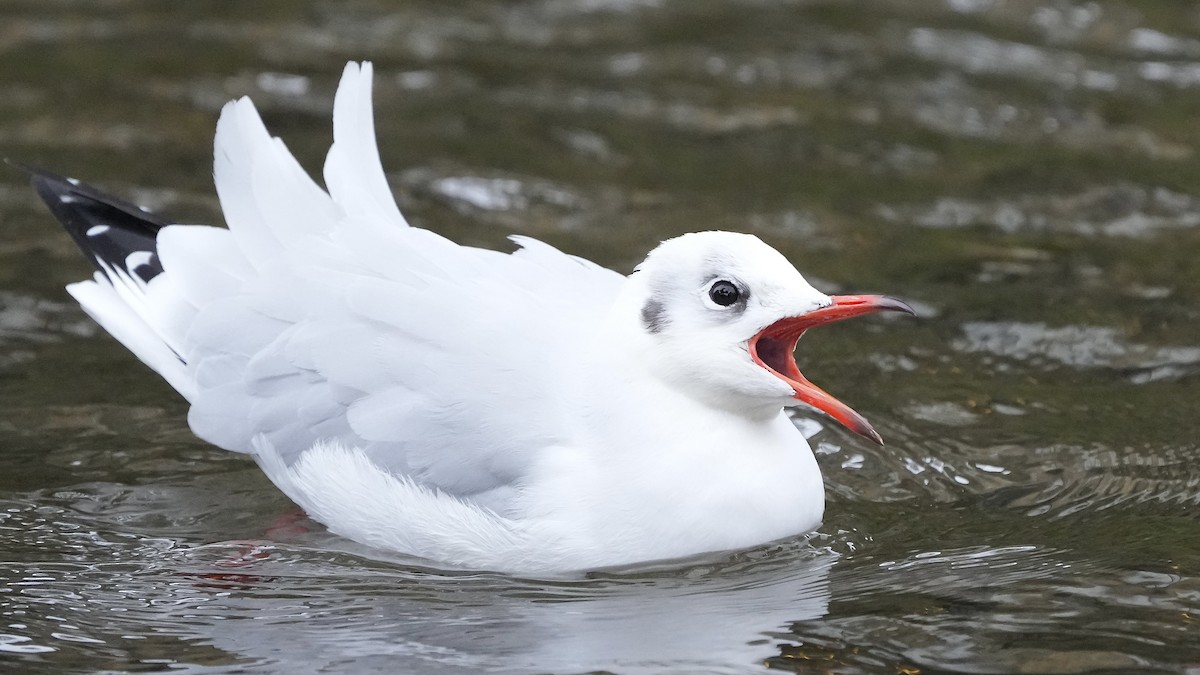 Mouette rieuse - ML609238169