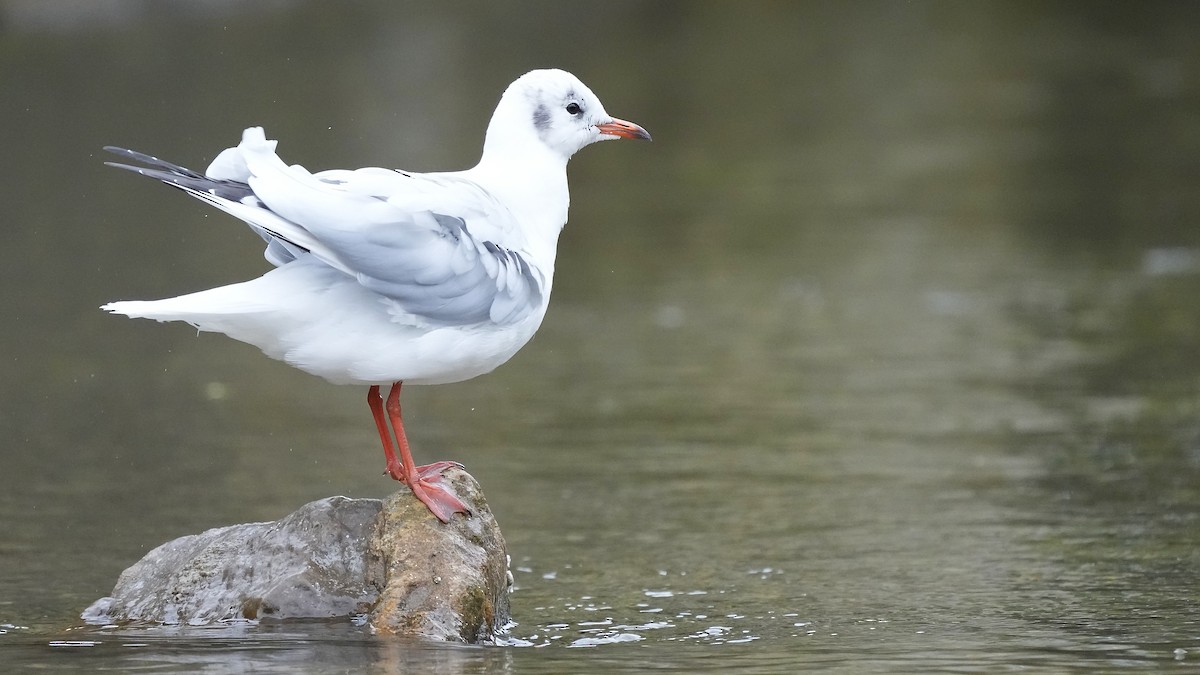 Mouette rieuse - ML609238182