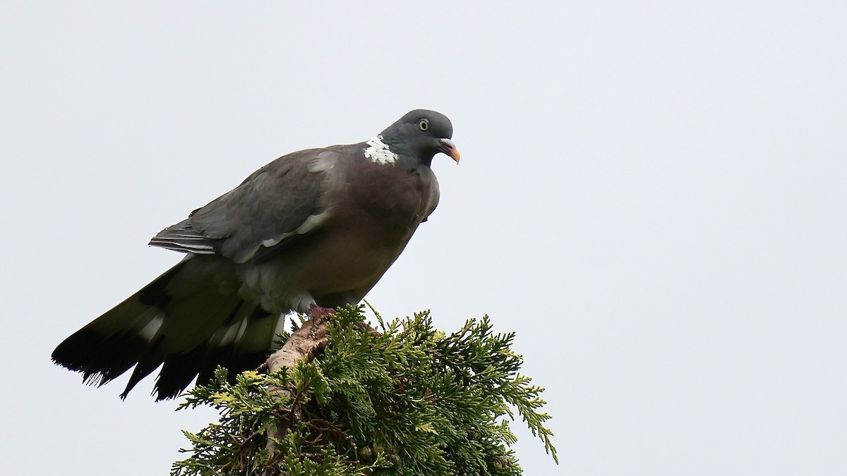 Common Wood-Pigeon - ML609238200