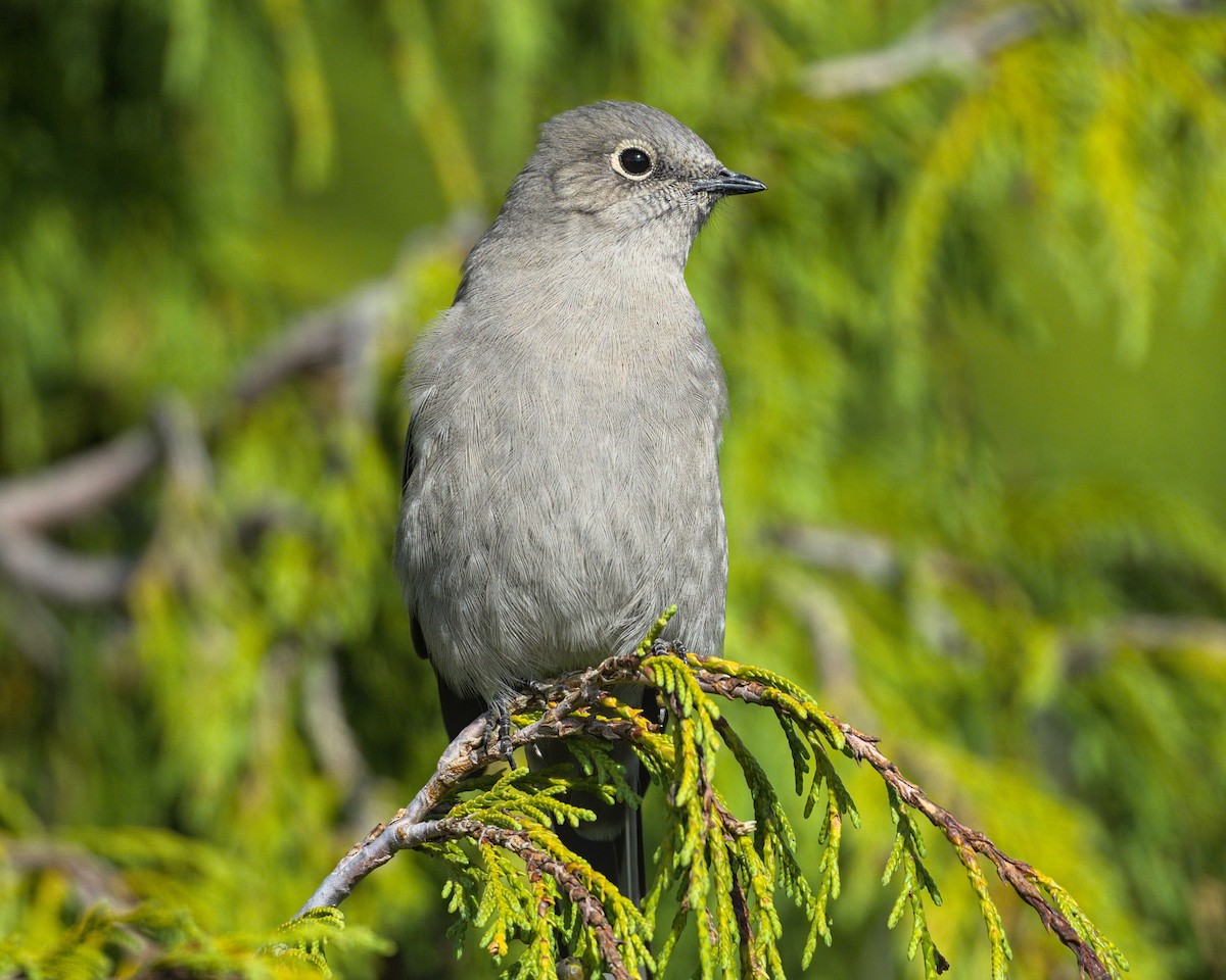 Townsend's Solitaire - ML609238256