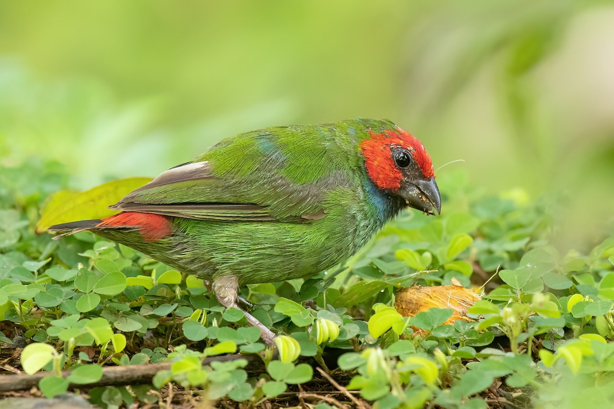 Fiji Parrotfinch - ML609238598