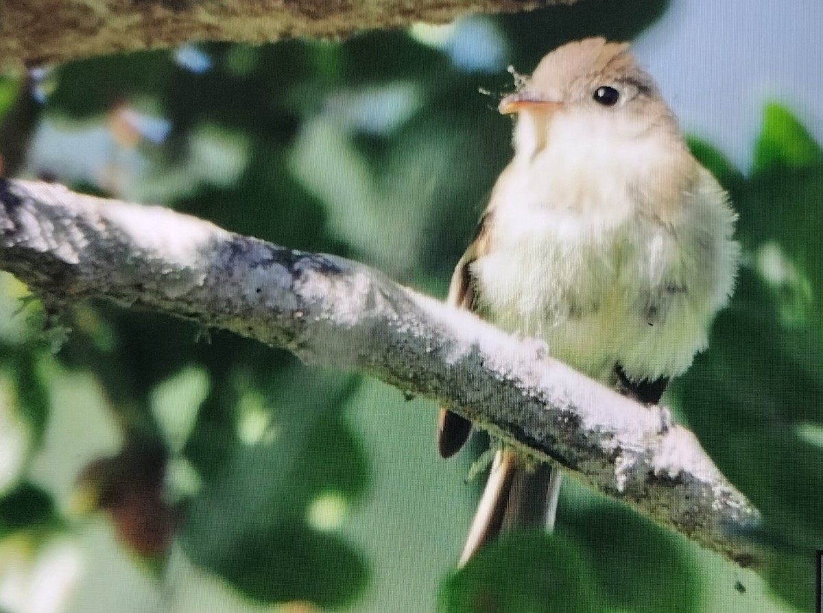 eBird Checklist 24 Sep 2023 MontereyEl Estero lake and/or