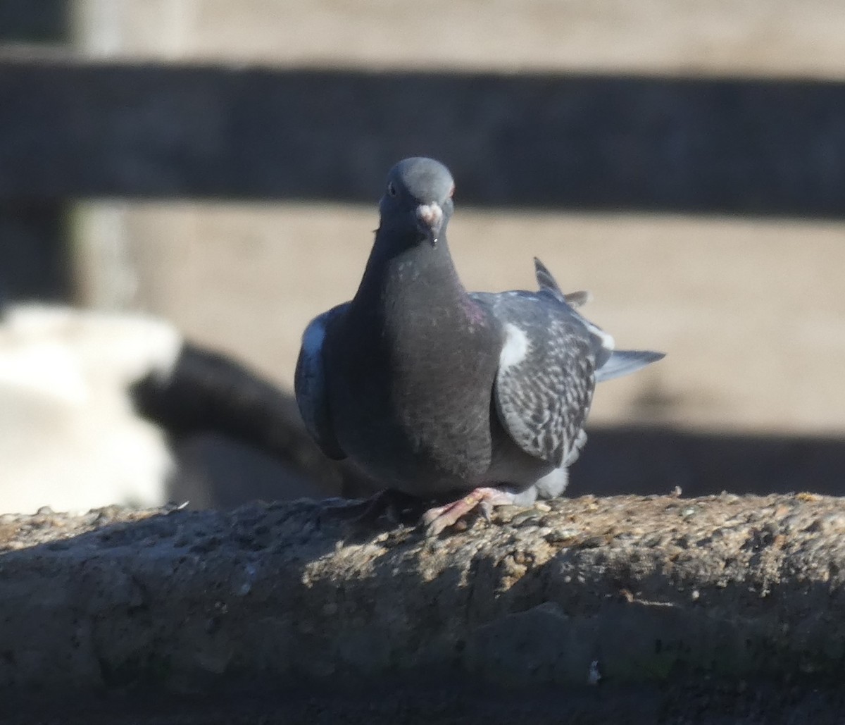 Rock Pigeon (Feral Pigeon) - ML609238825