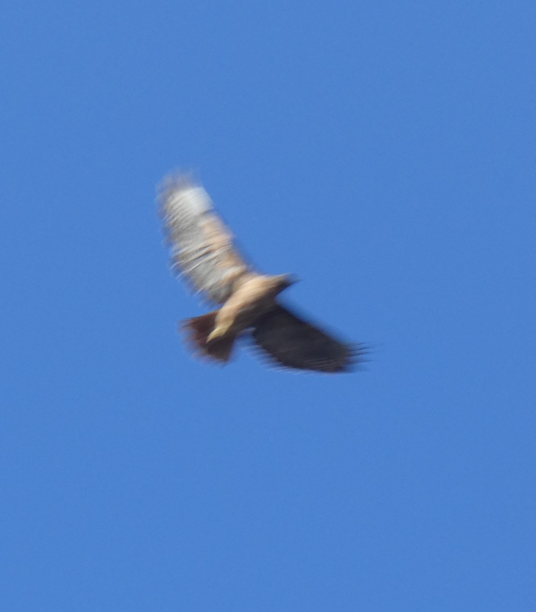 Red-tailed Hawk - ML609238931