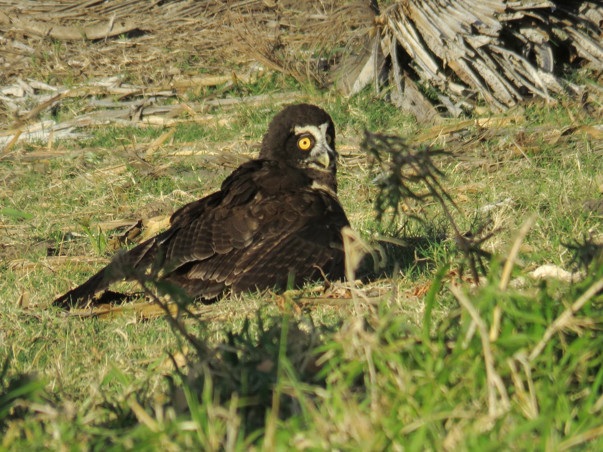 Spectacled Owl - ML609239076