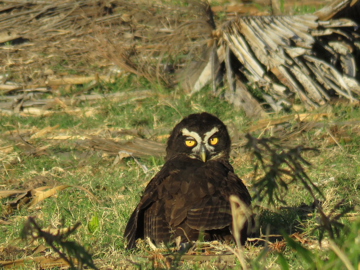 Spectacled Owl - ML609239161