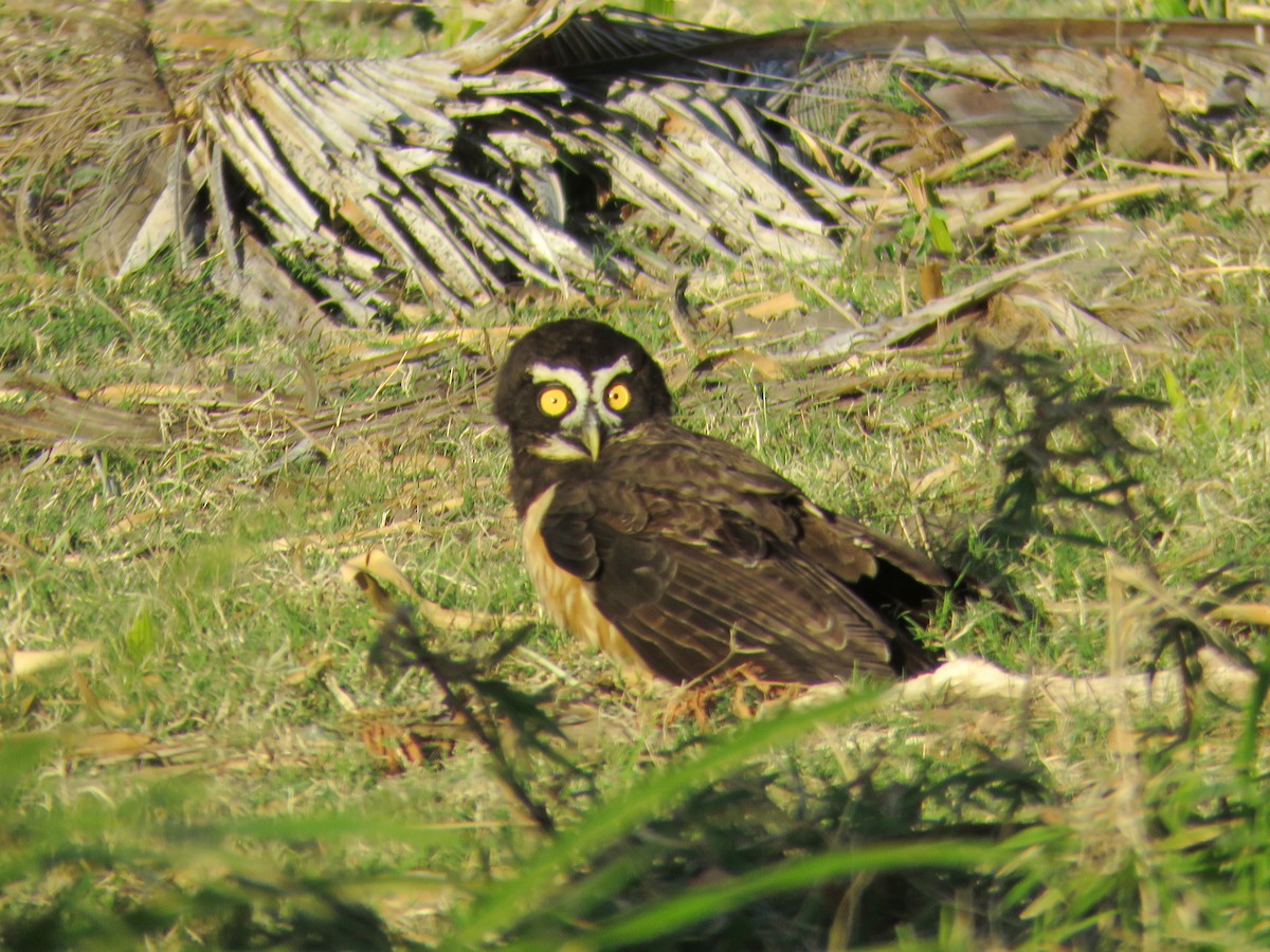 Spectacled Owl - ML609239214