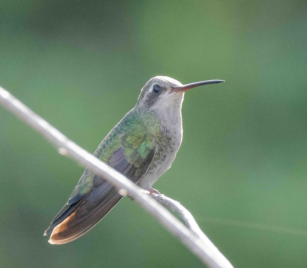 Broad-billed Hummingbird - ML609239256