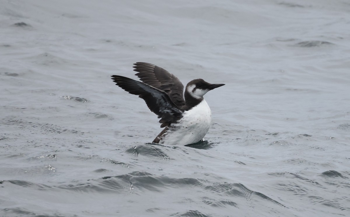 Common Murre - Lindsey Mitchell