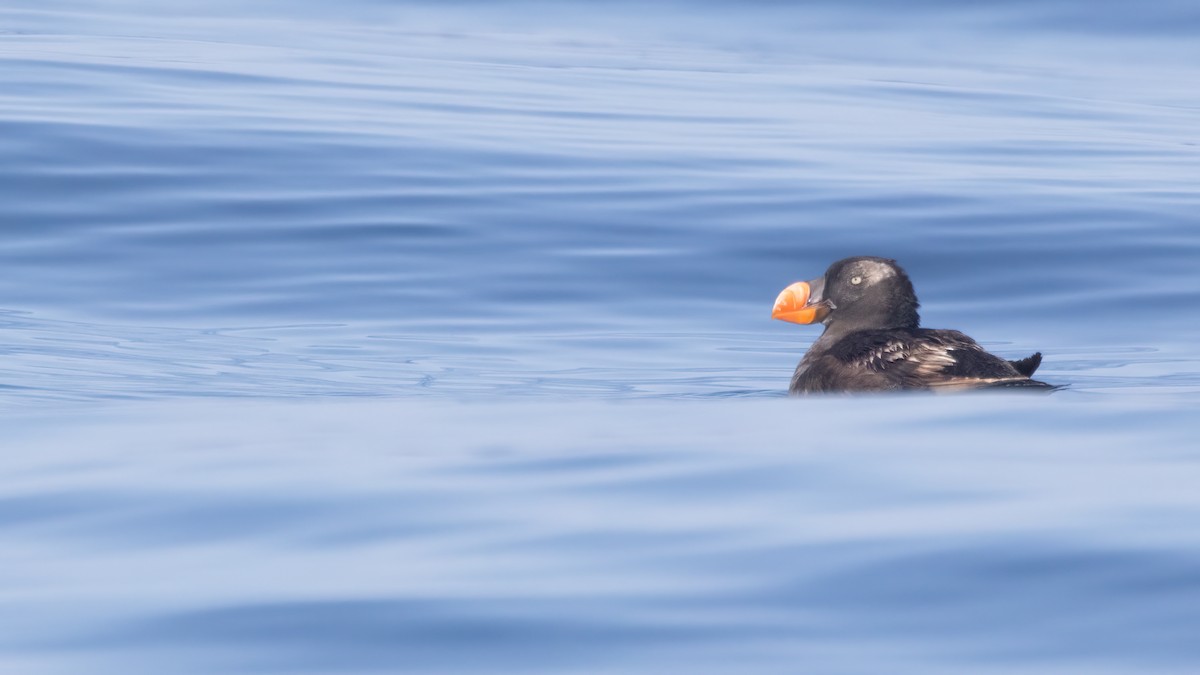 Tufted Puffin - ML609239511