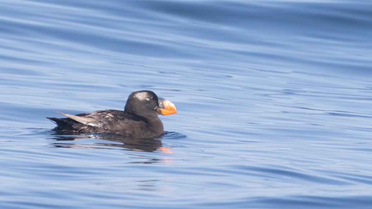 Tufted Puffin - ML609239514