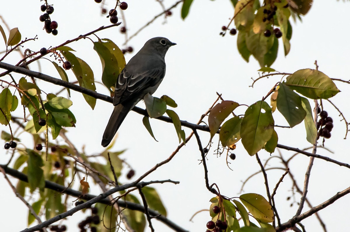 Townsend's Solitaire - ML609239658