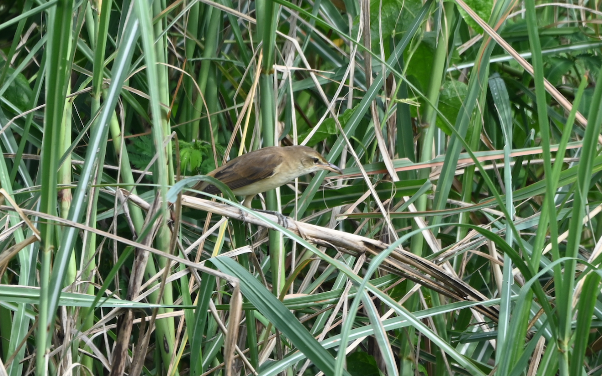 Oriental Reed Warbler - Yoganand K
