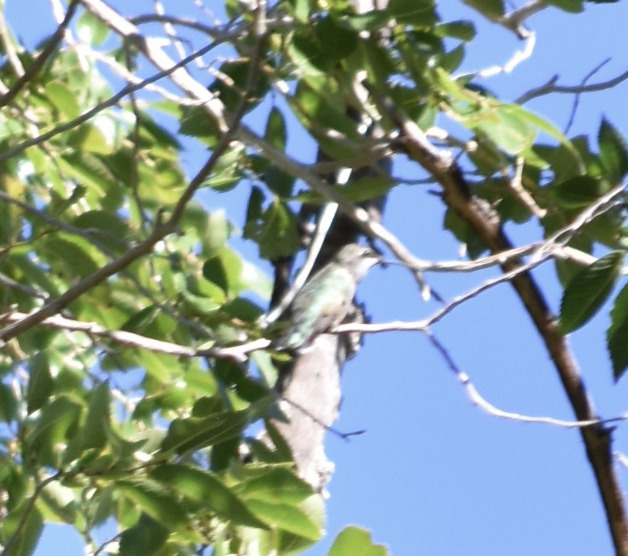 Geniş Kuyruklu Kolibri - ML609240047