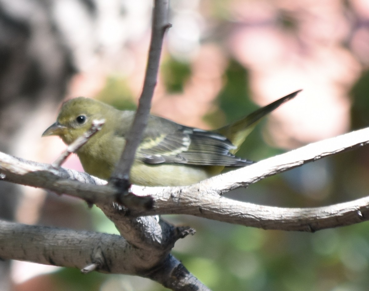 Western Tanager - ML609240052