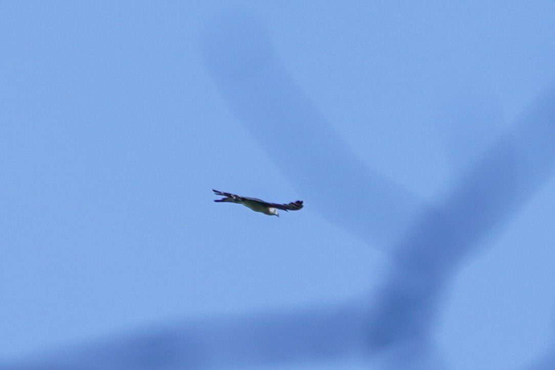 Gray-headed Kite - ML609240098