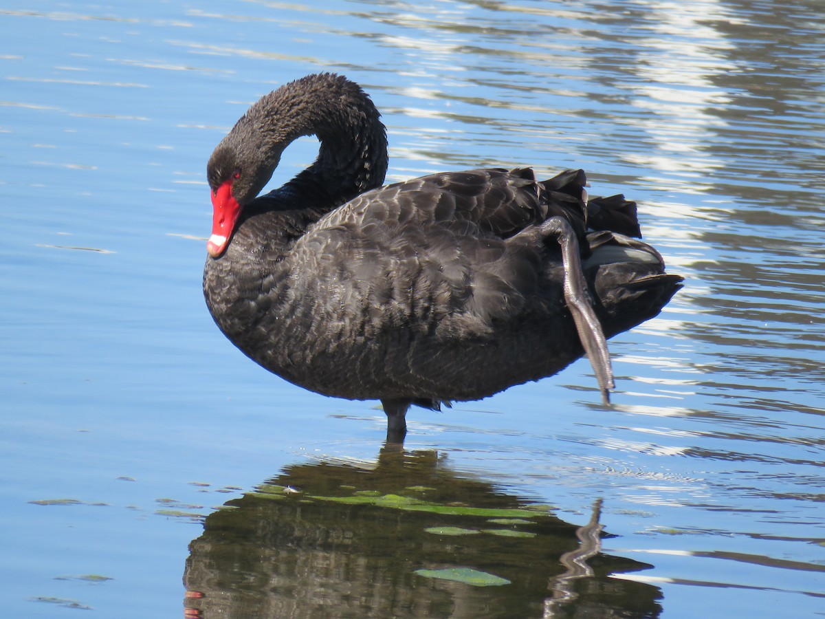 Black Swan - ML609240402