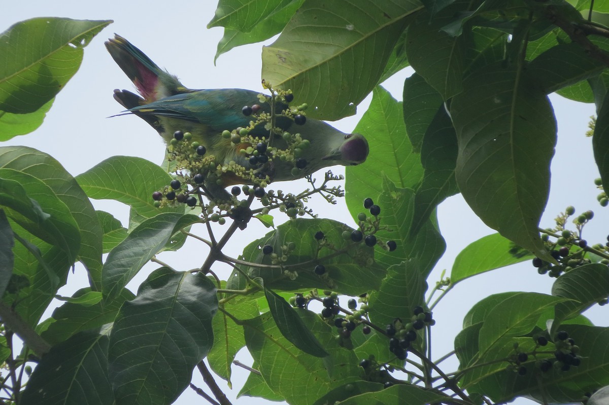 Palau Fruit-Dove - ML609240766