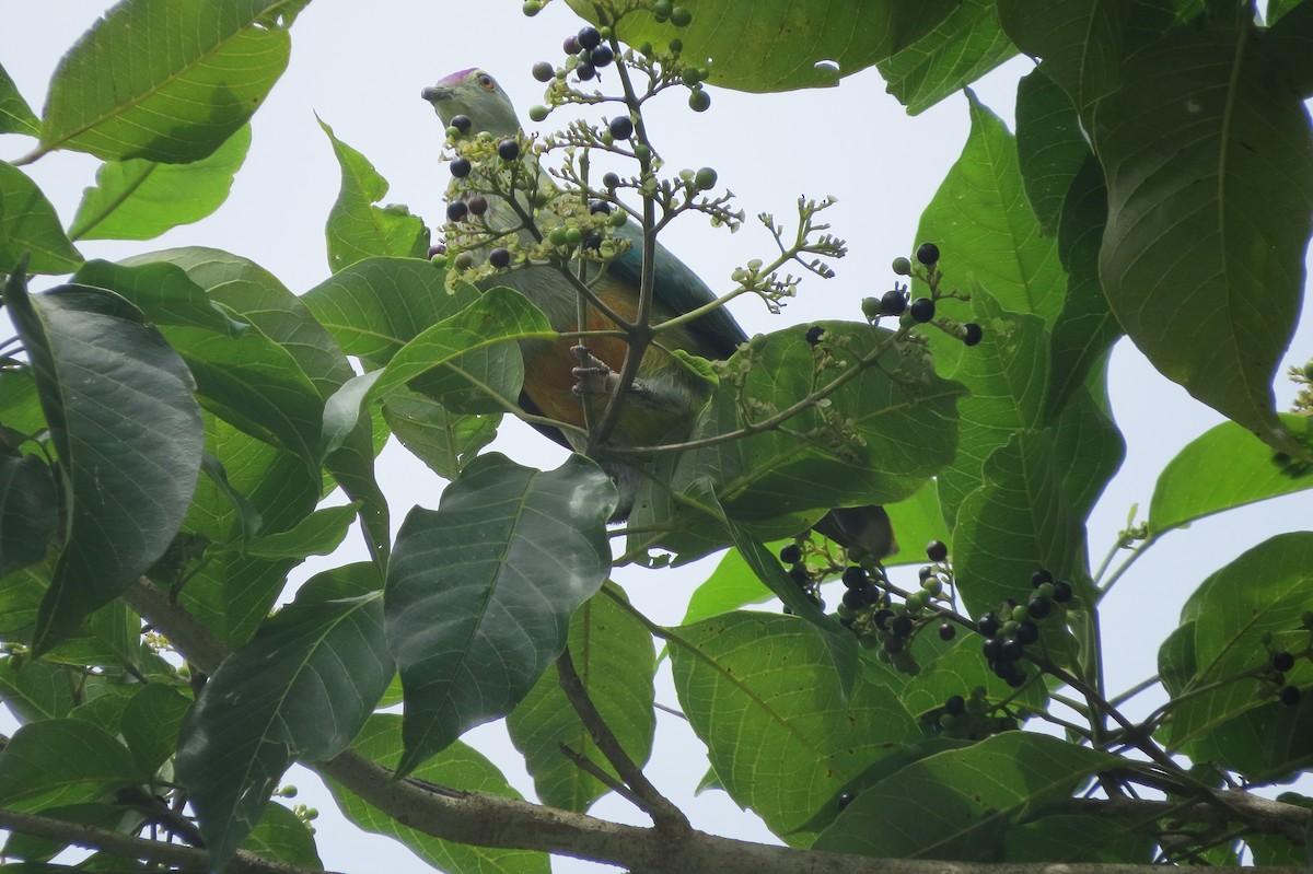 Palau Fruit-Dove - ML609240773