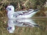 Бонапартова чайка - ML609240979