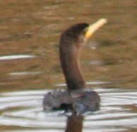 Double-crested Cormorant - Leslie Shaw