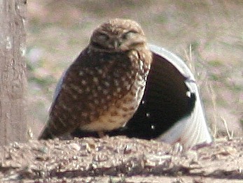 Burrowing Owl - ML609241004