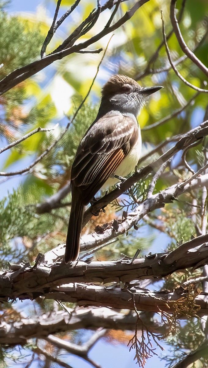 Brown-crested Flycatcher (Arizona) - ML609241091