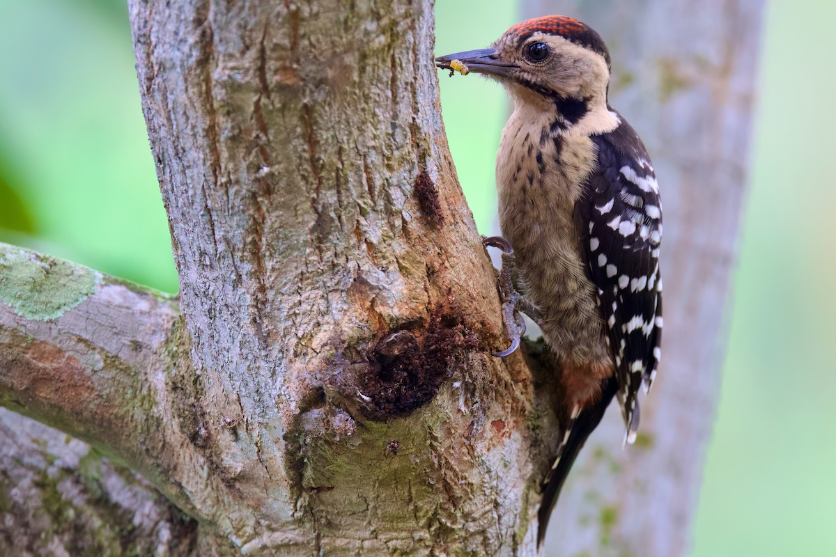 Fulvous-breasted Woodpecker - Sourav Mandal