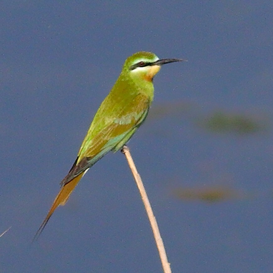 Blue-cheeked Bee-eater - ML609242142