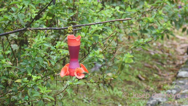 kolibřík šedobřichý - ML609242427
