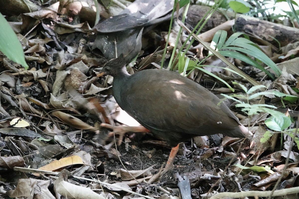 Rotbein-Großfußhuhn - ML609242535