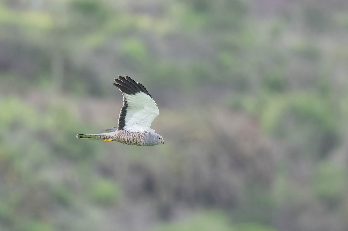 Cinereous Harrier - ML609242878