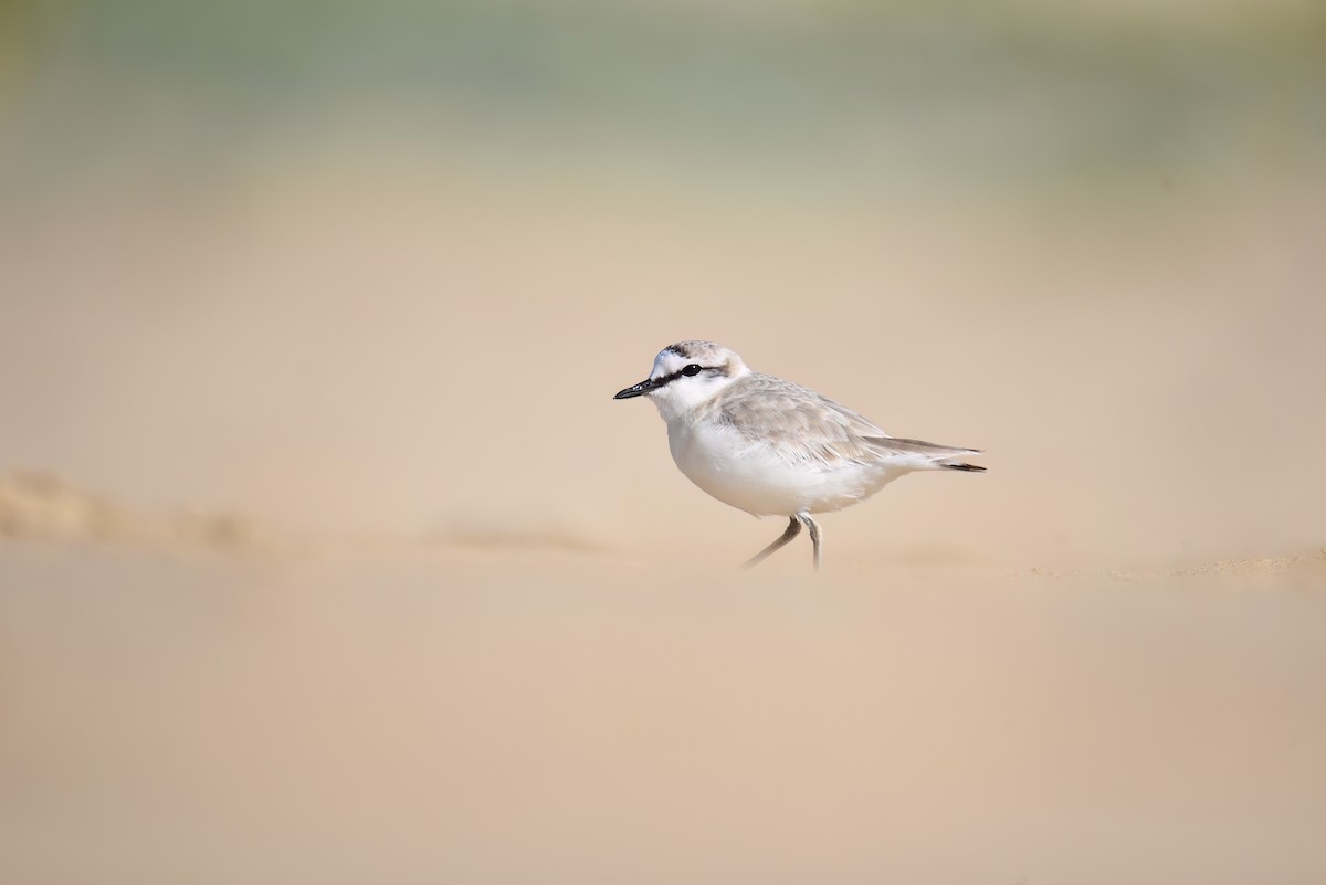 White-fronted Plover - ML609242985