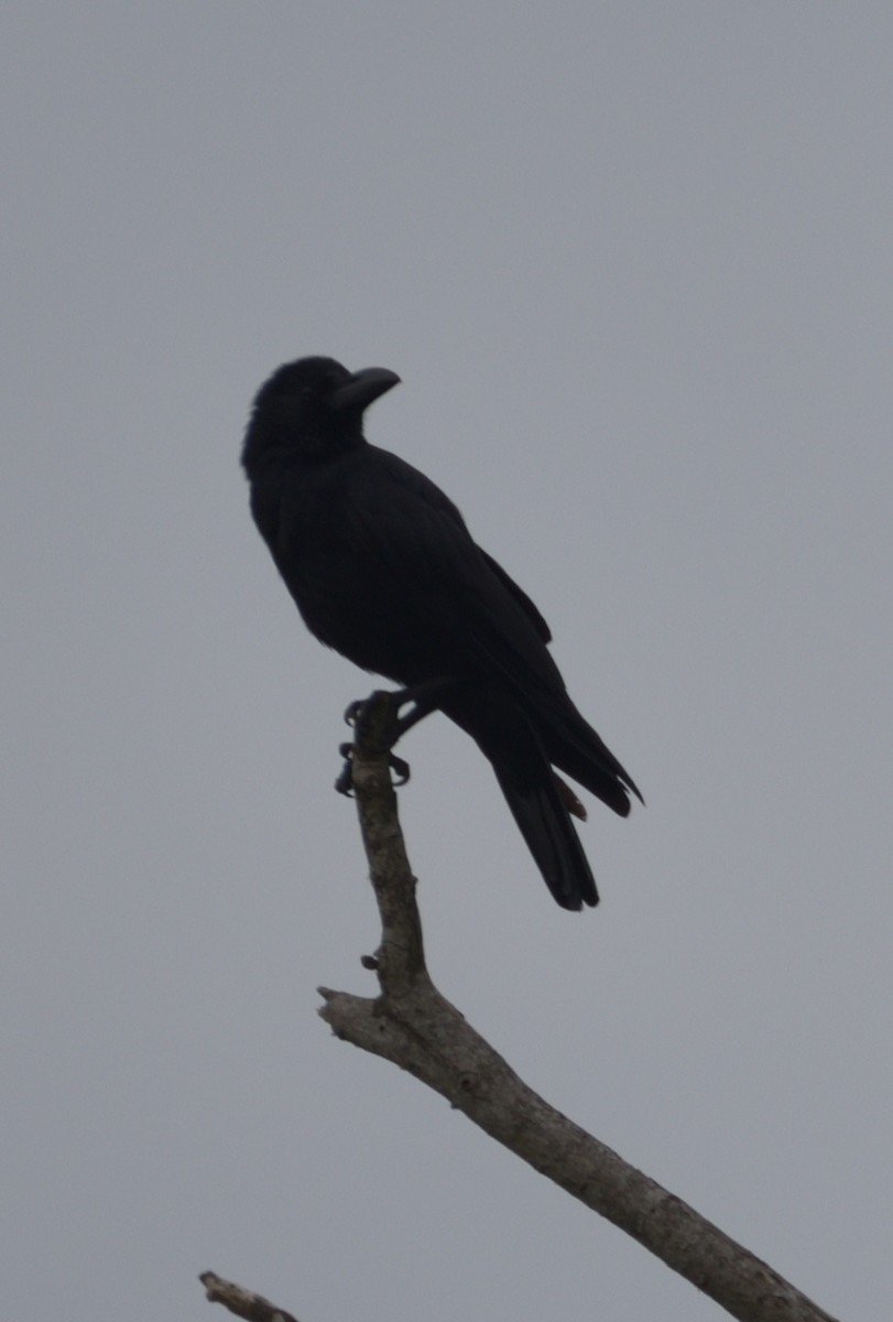 Large-billed Crow - ML609243024