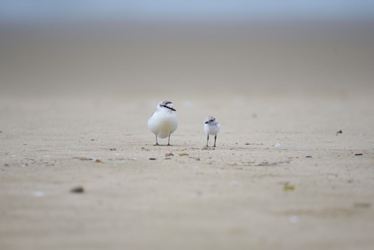 White-fronted Plover - ML609243033