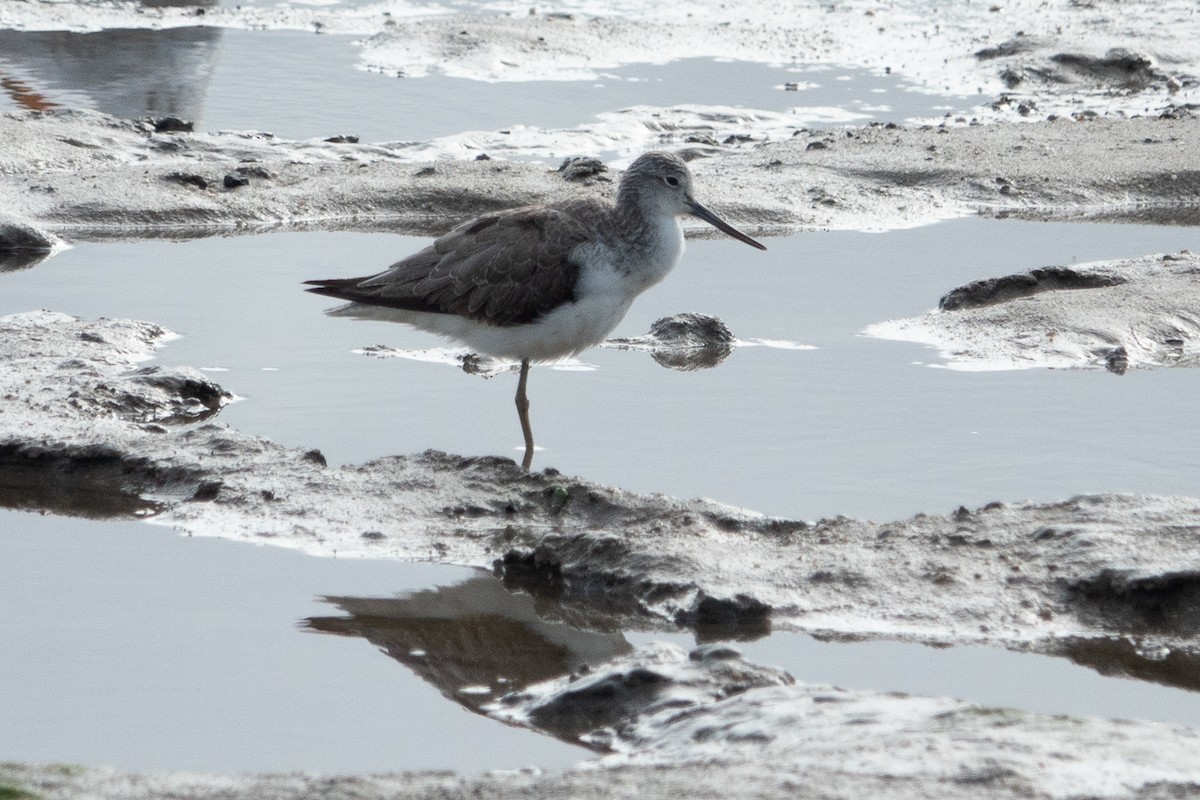 Common Greenshank - ML609243337