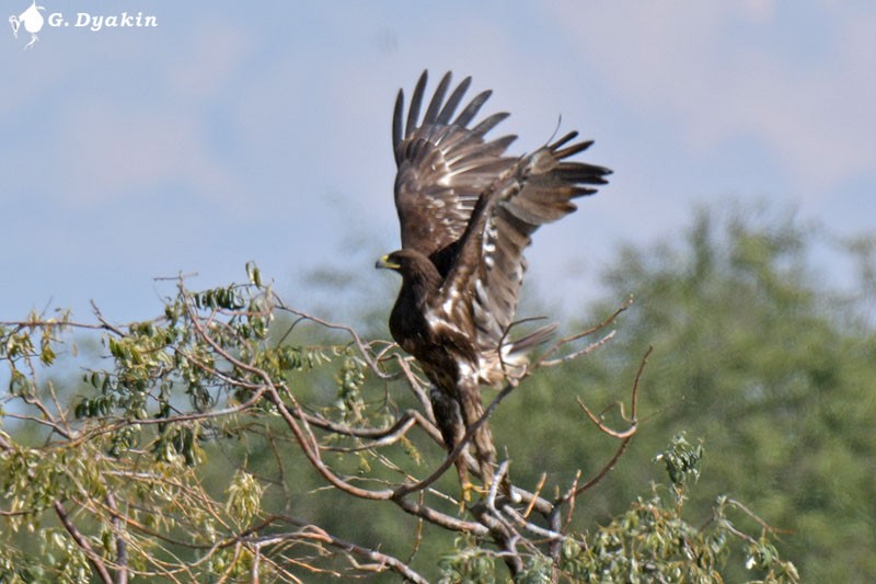 Greater Spotted Eagle - ML609243610