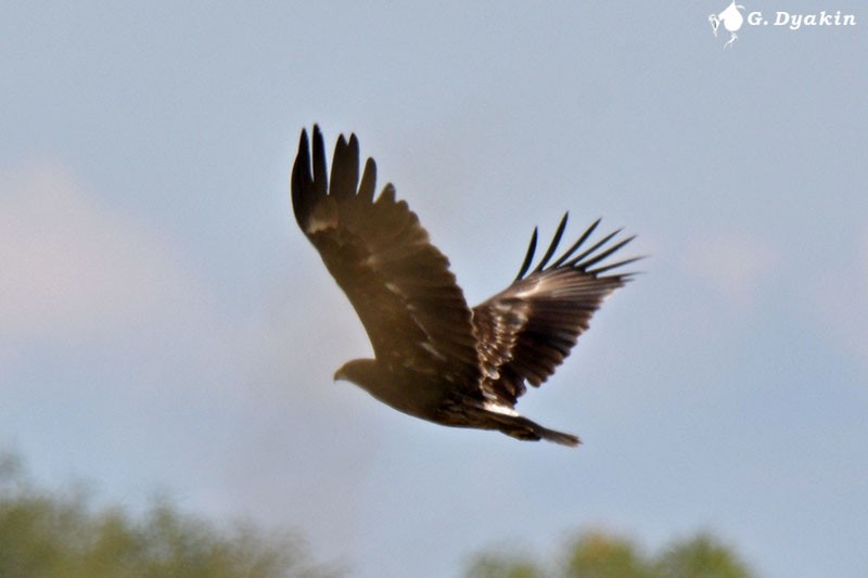 Greater Spotted Eagle - ML609243611