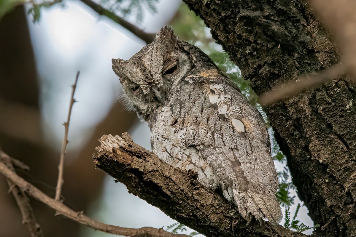 African Scops-Owl (African) - ML609243722