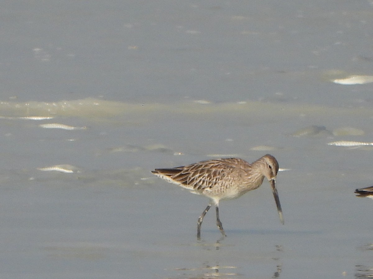 Asian Dowitcher - ML609243757