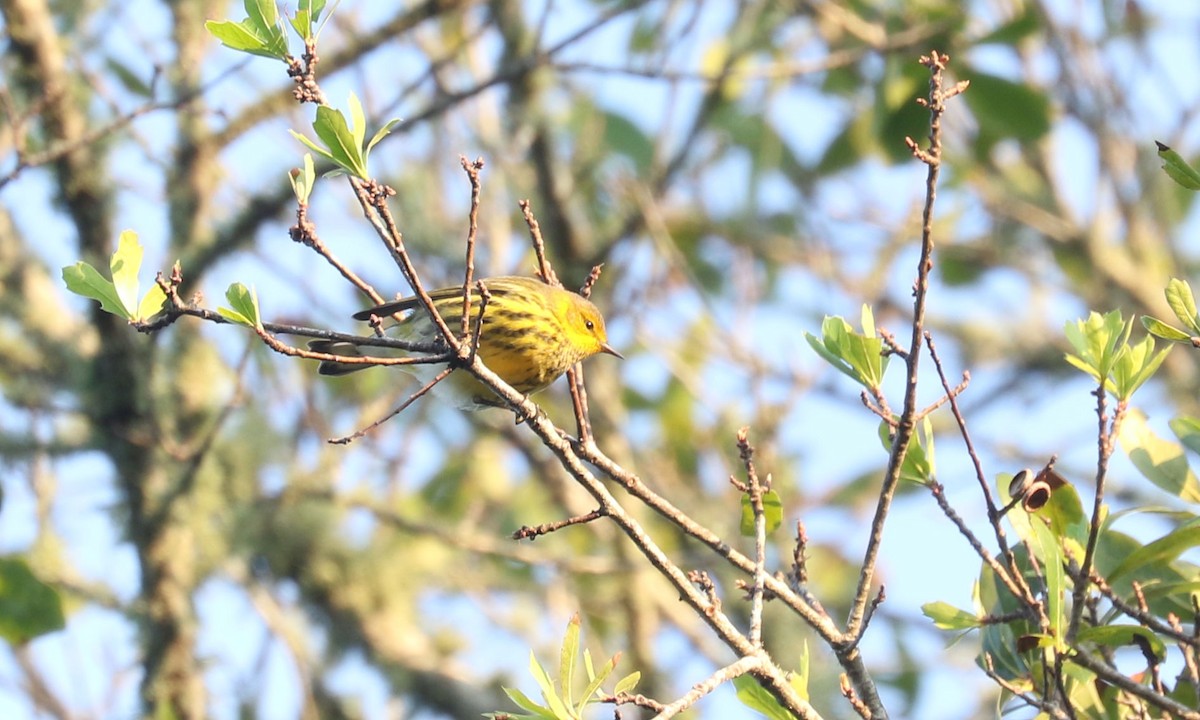 Cape May Warbler - ML609243961
