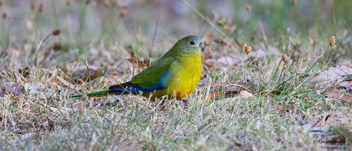 Turquoise Parrot - ML609244076
